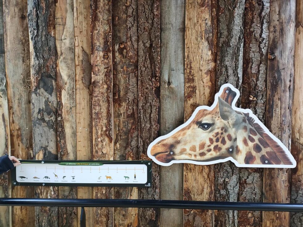 langue longueur girafe dérouleur dispositif ludique