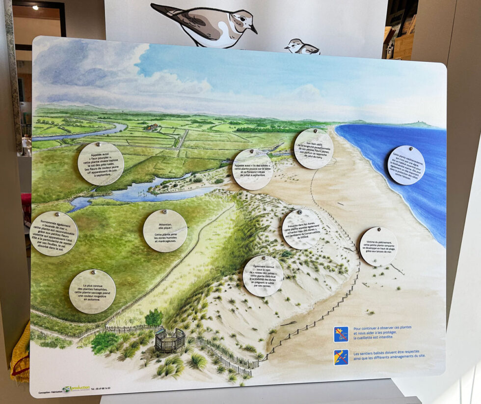 panneau pédagogique ludique flore littoral aquarelles dunes lagunes marais plage