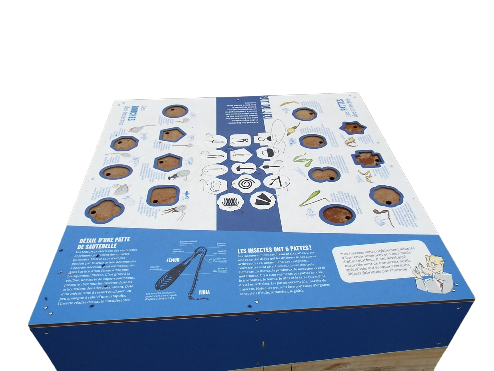 jeu filins insectes